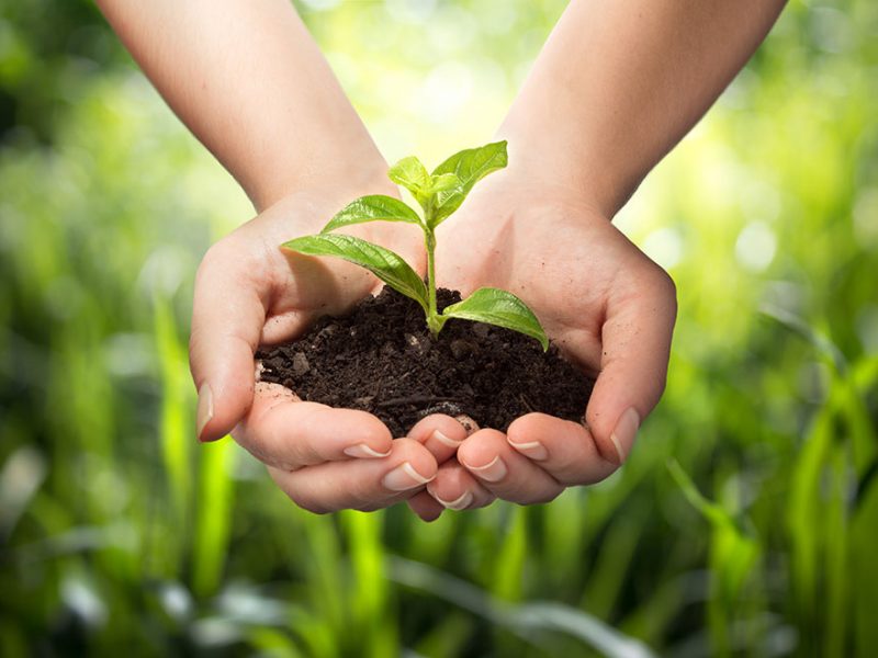 hands holding small plant